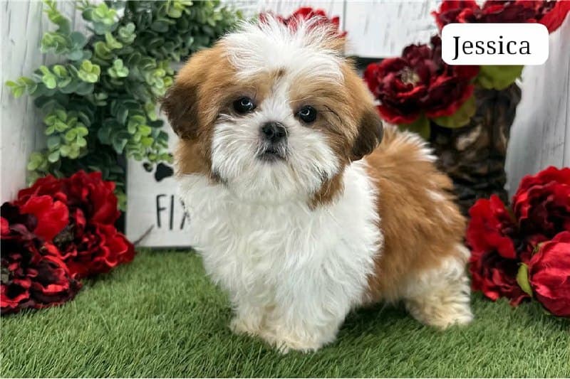 Wunderschoener Shih Tzu Welpe - gold-weiss