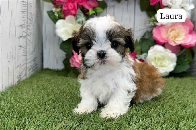 Laura - Weiss-Braun Tricolor Shih Tzu Welpe zu verkaufen