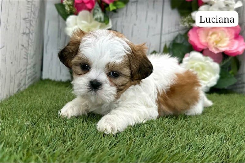 Luciana - Weiss & Gold Shih Tzu Welpe zu verkaufen