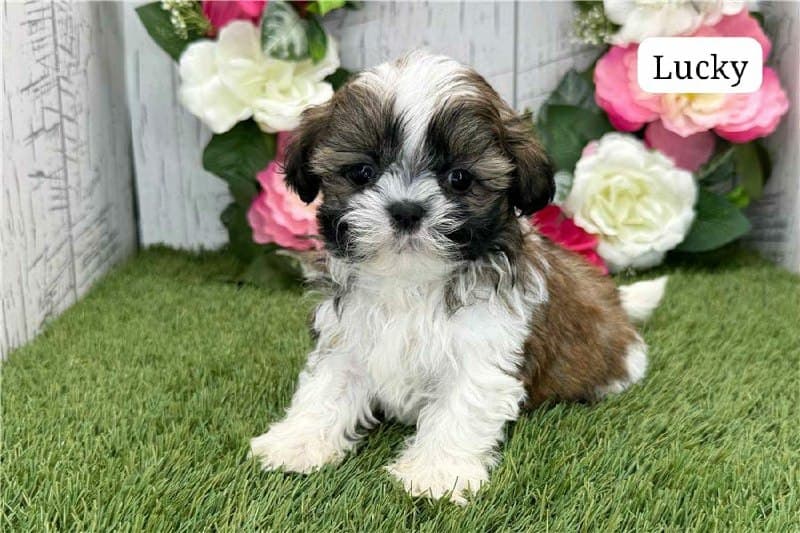 Shih Tzu Welpe Lucky
