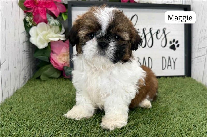 Shih Tzu Welpe Maggie